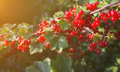 Fototapeta premium Ripe red currants hanging on branch in summer garden.