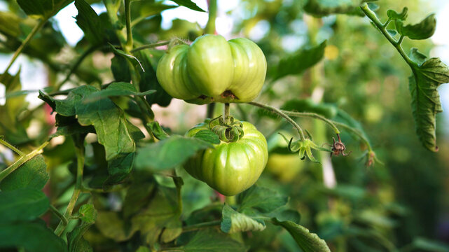 Fresh green tomatoes ripening on vines inside organic greenhouse.