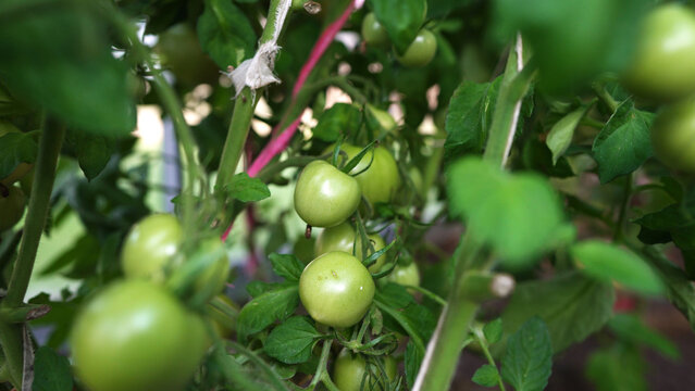 Fresh green tomatoes ripening on vines inside organic greenhouse.