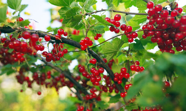 Ripe red currants hanging on branch in summer garden.