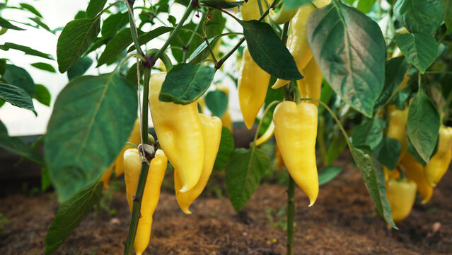 Yellow peppers growing on plants in a greenhouse.