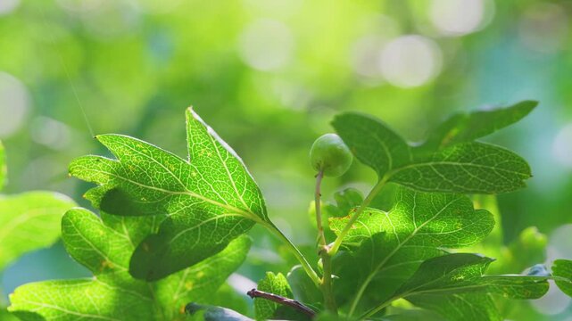 Fresh green oak tree leaves bask in sunlight. Wallflowers