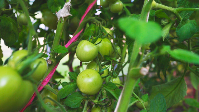 Fresh green tomatoes ripening on vines inside organic greenhouse.