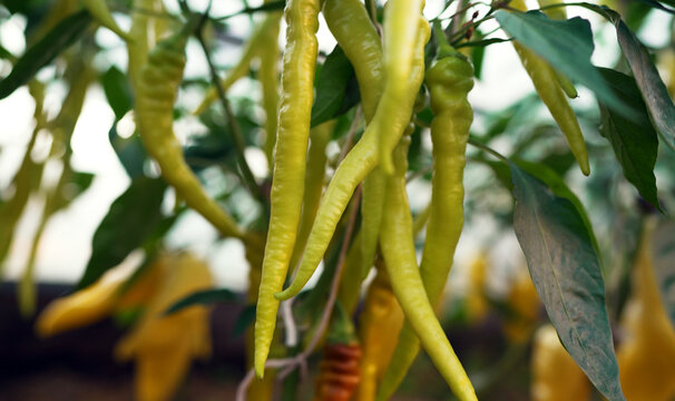 Yellow banana peppers growing on plant in greenhouse.