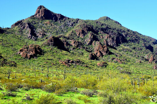 Old Saguaro Cactus Sonora desert Arizona