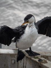 Obraz premium Black-faced cormorant drying off, overcast day next to water