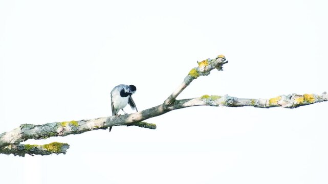 A white wagtail perches on a tree branch, preening its feathers against a clear blue sky. A minimalist shot of the small songbird in its natural habitat.