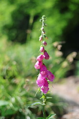 Common Foxglove (Digitalis purpurea, Roter Fingerhut) © ¡zenzen!