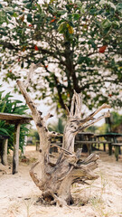 Fototapeta premium palm tree trunk