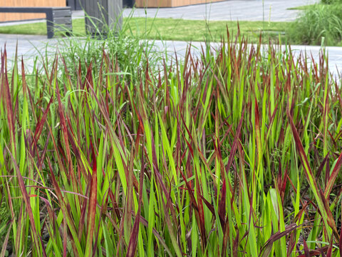 Ornamental red baron blood grass in urban park with paved walkway