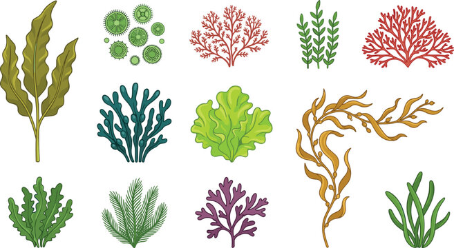 Underwater Seaweed and Marine Algae Vector Icon Set with Aquarium Plants, Kelp Forests, Coral Reef Elements, and Botanical Ocean Vegetation