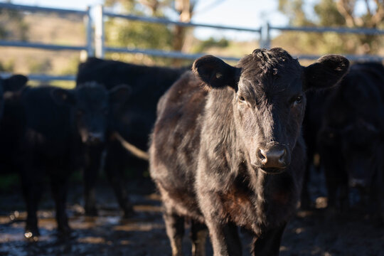 Hereford and angus cow in steel stockyards on an Australian beef cattle farm