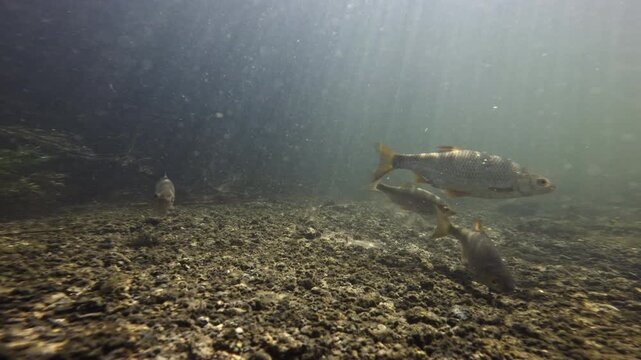 A group of large Common Rudd fish swim and feed in the River Avon near Salisbury, UK	
