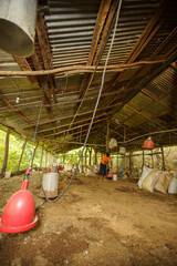 Traditional indoor aviculture shed showing rows of hanging poultry feeding and watering equipment © hcarbuccia