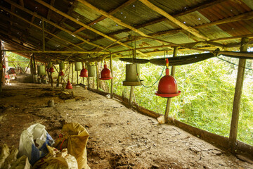 Small-scale commercial chicken coop facility with dirt floor bedding and corrugated metal roofing © hcarbuccia