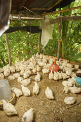 ree-range aviculture livestock rearing showing domestic fowls in an open-air farming enclosure © hcarbuccia