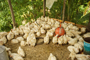 Flock of young white chickens on a poultry farm gathered at a feeding station © hcarbuccia