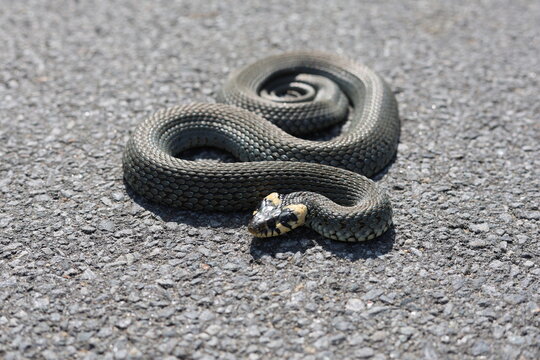 Grass snake (Natrix natrix, Ringelnatter) | The grass snake is a Eurasian semi-aquatic non-venomous colubrid snake, here found on a road in the Saxon Switzerland National Park