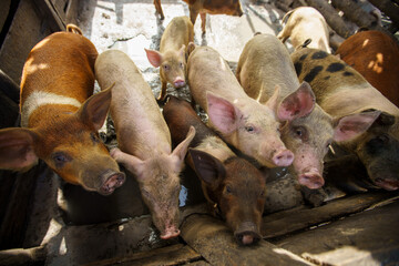 Small-scale pig farming showing organic livestock rearing in a wooden corral or sty © hcarbuccia