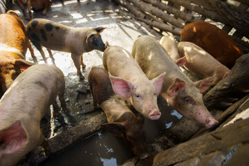 Small-scale pig farming showing organic livestock rearing in a wooden corral or sty © hcarbuccia