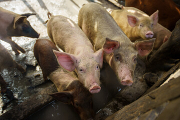 Group of diverse domestic pigs standing together inside a traditional outdoor livestock enclosure © hcarbuccia