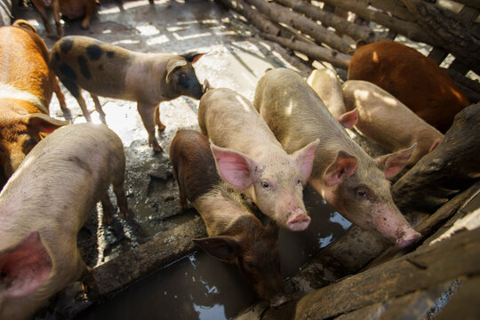 Small-scale pig farming showing organic livestock rearing in a wooden corral or sty