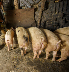 Rear view of domestic pigs and piglets standing in a row at a feeding trough inside a rustic pen © hcarbuccia