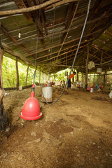 Rustic rural commercial chicken coop facility with suspended automated feeding equipment © hcarbuccia