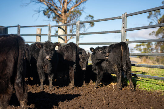 Hereford and angus cow in steel stockyards on an Australian beef cattle farm