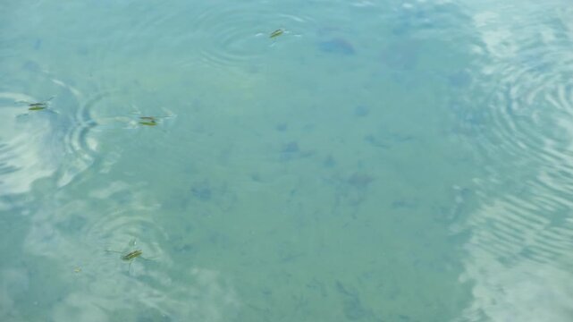 Close-up of a water strider insect skating on the calm river surface