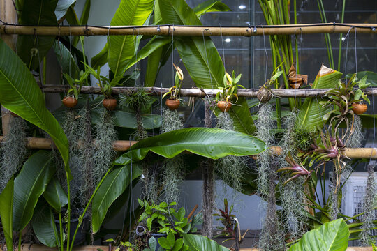 Hanging potted orchids and air plants with long Spanish moss draping from bamboo rails against large tropical leaves, creating lush indoor greenhouse scene with soothing green tones