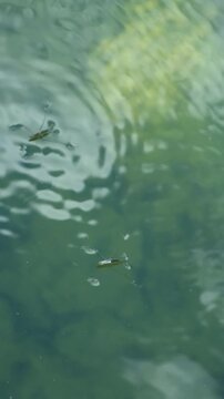 Pond skater bugs gliding over clear water with ripples and reflections.