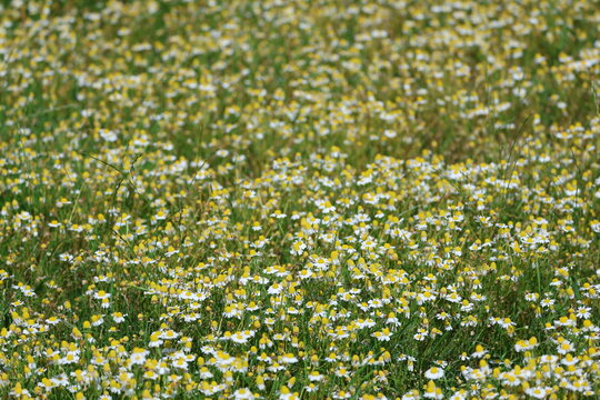 Chamomile flowers (Matricaria chamomilla) on Neuwerk Island