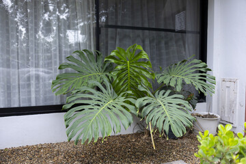 Large tropical split leaf philodendron with glossy green foliage growing beside window in gravel garden, vibrant lush leaves creating calm natural scene © CoreRock