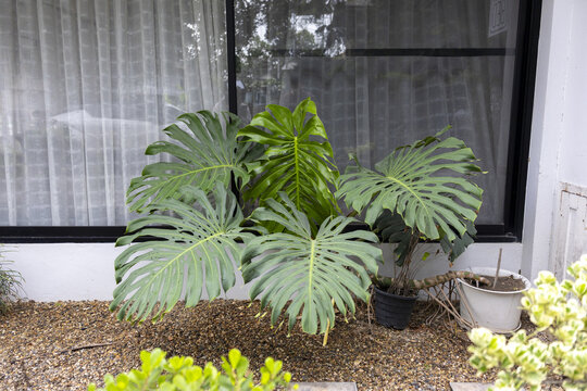Large tropical split leaf philodendron with glossy green fenestrated leaves growing in pots on gravel garden bed in front of window, calm outdoor plant scene with natural light