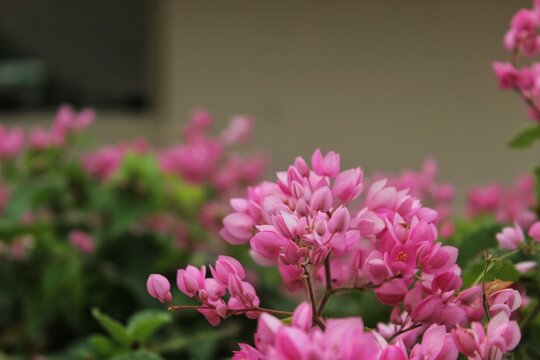 Pink Coral Vine Antigonon leptopus with Blurred Background