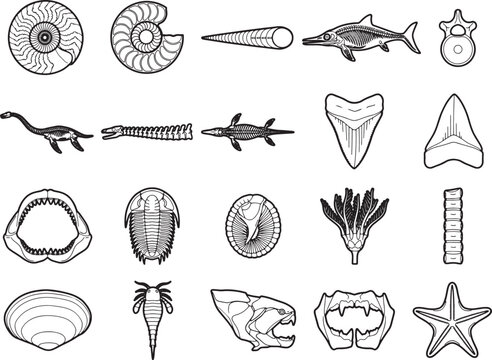 Collection of ancient fossil illustrations including ammonites, belemnites, ichthyosaurs, trilobites, shark teeth, and prehistoric marine reptiles, showcasing paleontological specimens.