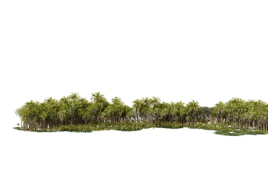 A panoramic dense tropical palm forest isolated