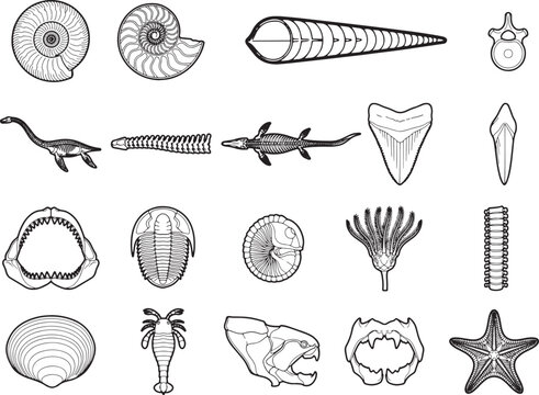 A collection of scientific illustrations depicting various fossils, including ammonites, belemnites, marine reptiles, shark teeth, trilobites, and ancient fish.