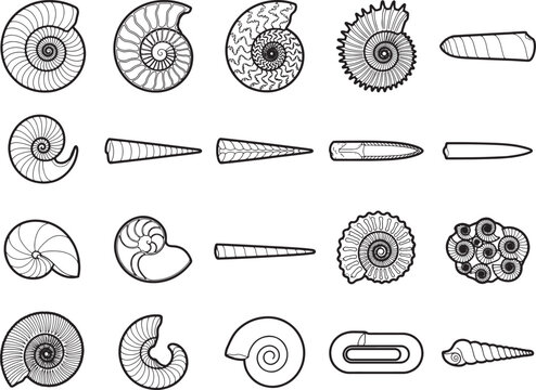 Collection of outline drawings of spiral shells and torpedo shapes, representing prehistoric marine life and fossils.