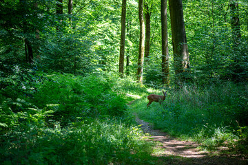 Alert deer grazing beside green forest trail © Anil