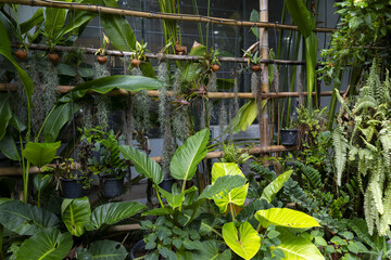 Lush tropical garden wall with hanging pots and broad green leaves creating tranquil natural atmosphere with varied fern and philodendron foliage © CoreRock