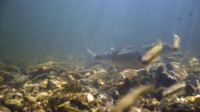 Underwater shot of Grayling fish swimming in the River Avon, Wiltshire, UK