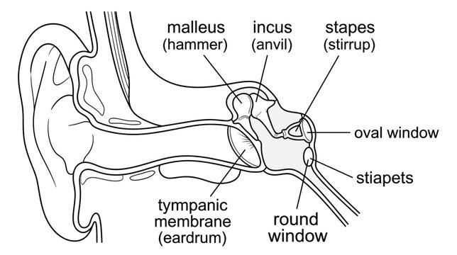 Human Ear Anatomy Diagram: Ossicles, Eardrum, and Windows