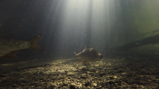 A group of large Common Rudd fish swim and feed in the River Avon near Salisbury, UK	
