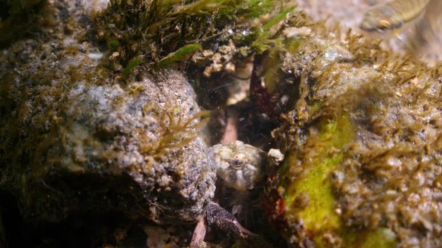 Camouflaged Bullhead fish hides amongst stones on chalk stream river bed, Wiltshire UK