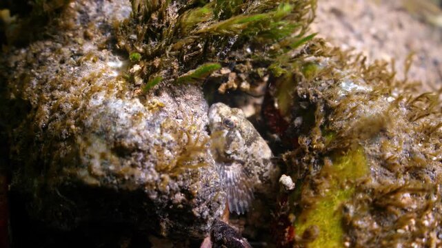 Camouflaged Bullhead fish hides amongst stones on chalk stream river bed, Wiltshire UK