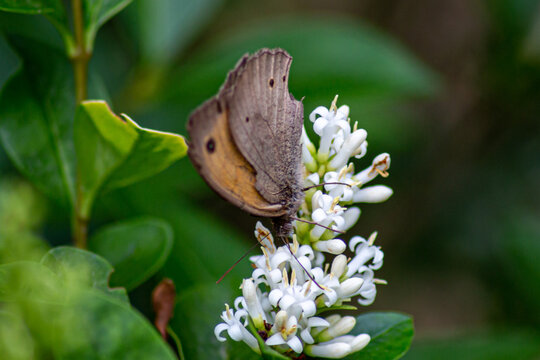 Meadow Brown Butterfly (Maniola jurtina) Feeding on White Flowers