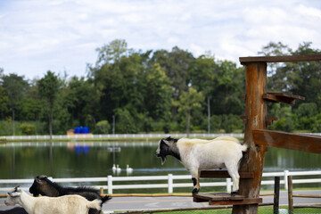 Obraz premium Playful goat standing on wooden platform near calm pond with white fence and trees in background, bright outdoor scene with peaceful rural atmosphere