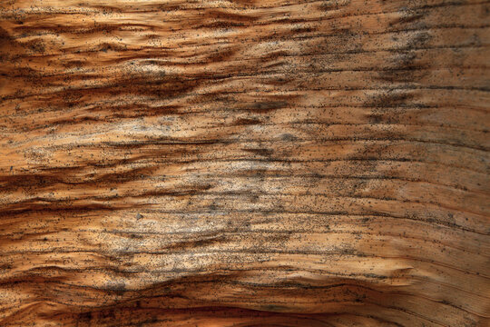 The image captures a highly detailed, organic texture resembling dried tree bark or a withered leaf sheath. It features a warm, brownish-tan base color characterized by deep, horizontal ridges and fib